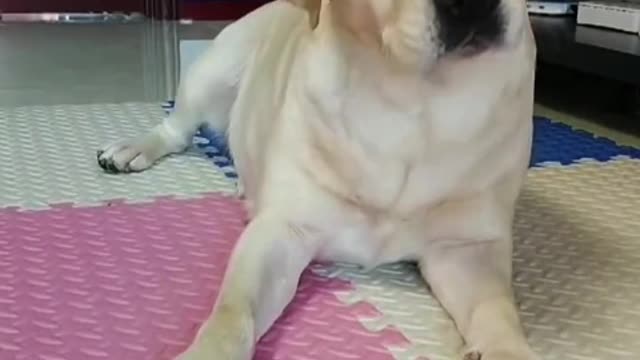 Fleas on the body