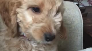 Blonde puppy on grey couch wags tail