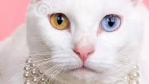 Top 10 most beautiful cats in The World...