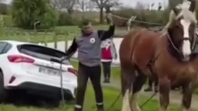 Will horse can lift the car?horse vs car, funny animals video