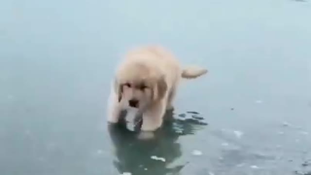 Dog funny video