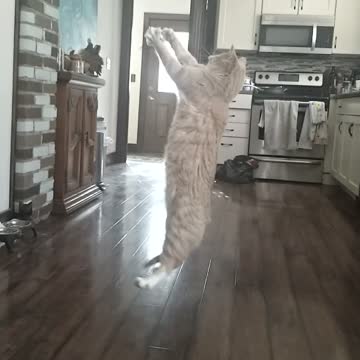 Gin-Gin showing off his leaping skills