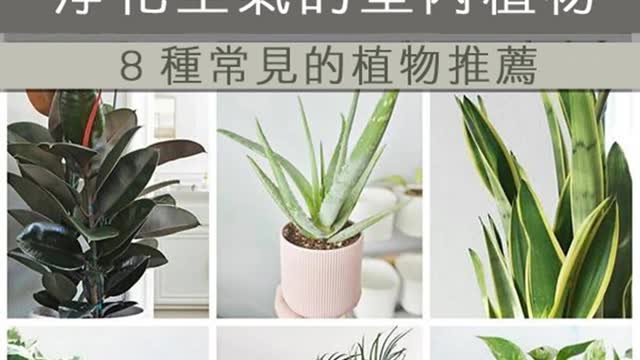 植物不只淨化空氣 可改善心理健康