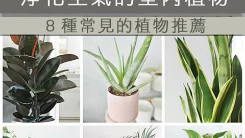 植物不只淨化空氣 可改善心理健康