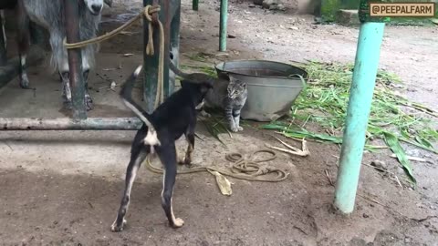 A cat friends with monkey, cow, sheep and dog