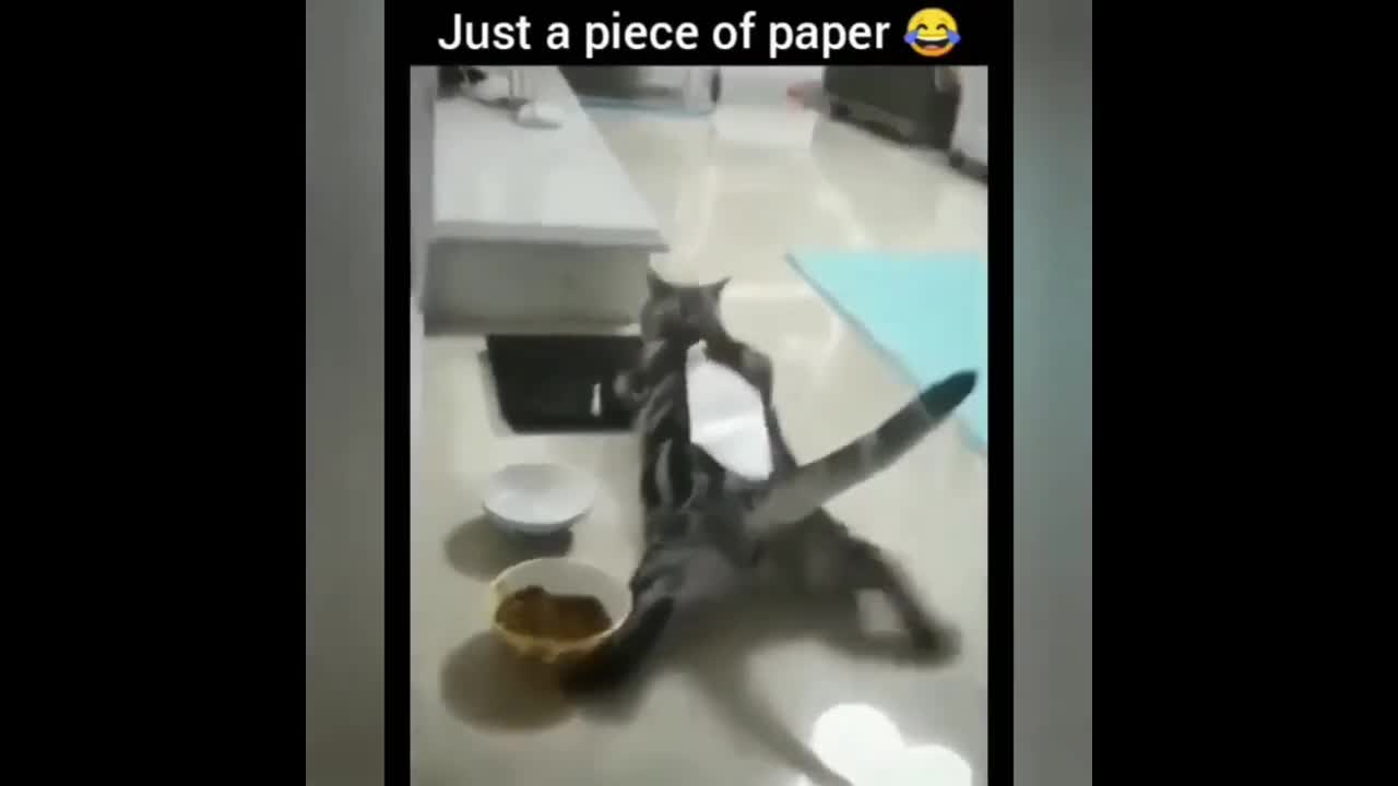 video compilation de gatos