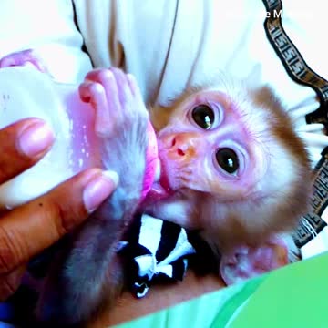 Million love and pity baby.monkey - Adorable Monkeys #006