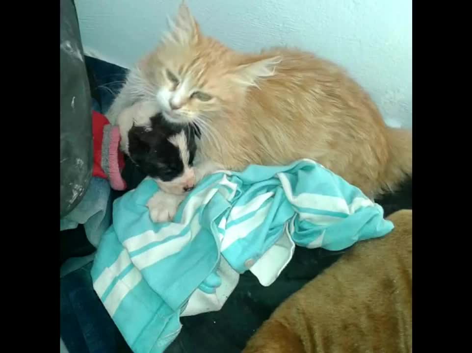 A Mama cat heard a motherless puppy crying !