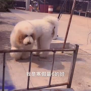 😍Funny Cat And Dog Videos🐩