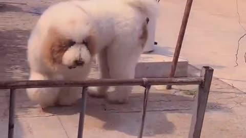 😍Funny Cat And Dog Videos🐩