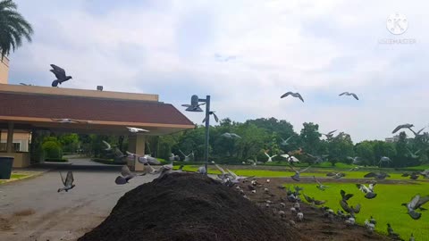 A loft of pigeons