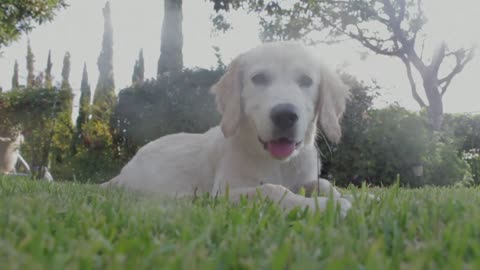 Basking in the grass park