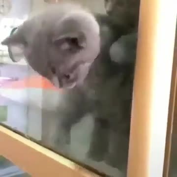 Horrible cat that make you laugh