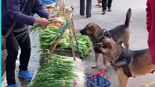 This dog turned out to be like an honest man in real.