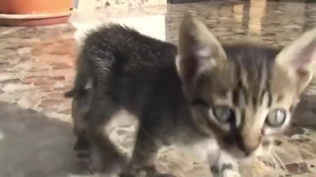 cute cats playing at home 2021