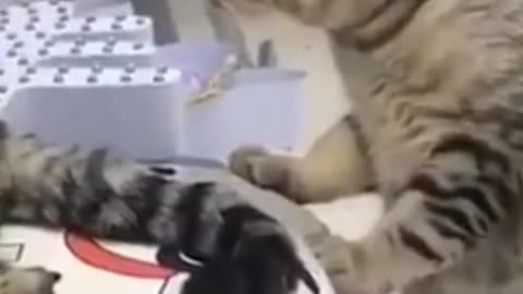 Top Funny Cat Videos of The Weekly - TRY NOT TO LAUGH haaa haaa