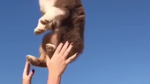 Brown puppy thrown in air smiles