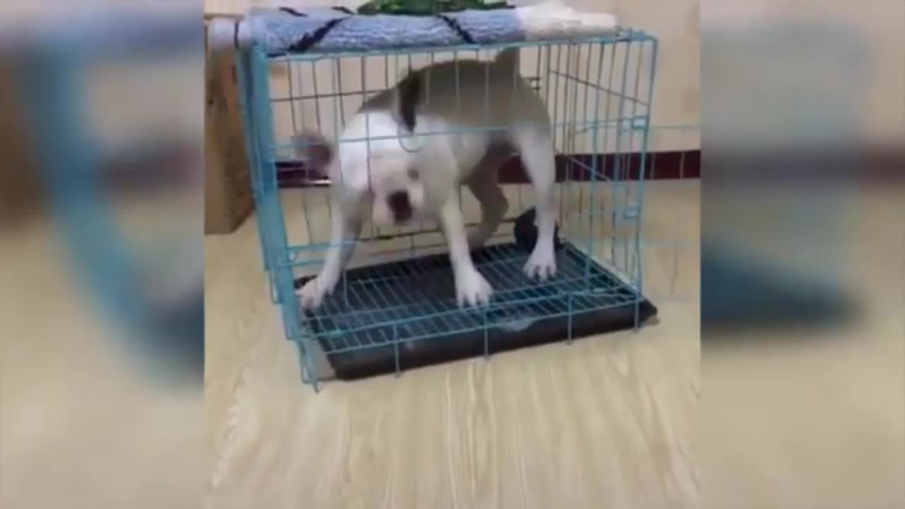 Funny dogs 8 minutes