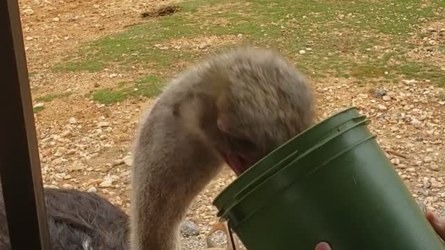 Ostrich Eating