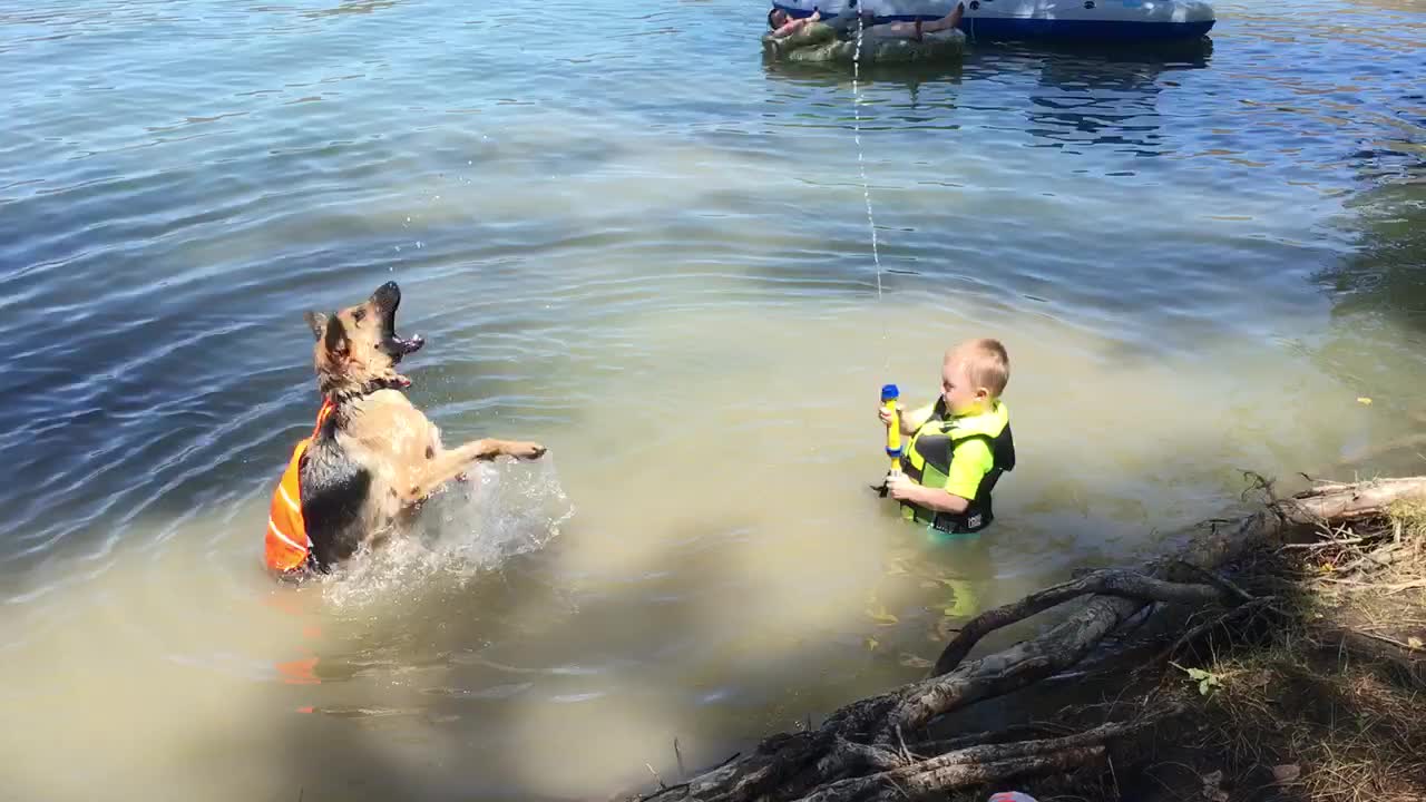 Toddler and German shepherd squirt gun fight