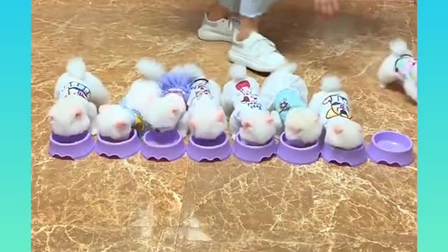 Cute and Funny Dog Videos Compilation_