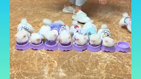 Cute and Funny Dog Videos Compilation_