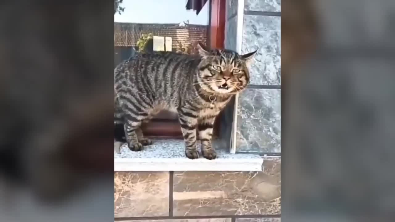 theese cats speak english better than human