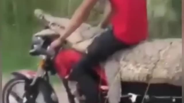 Man rides crocodile tied to motorcycle