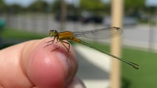 Damselfly up close