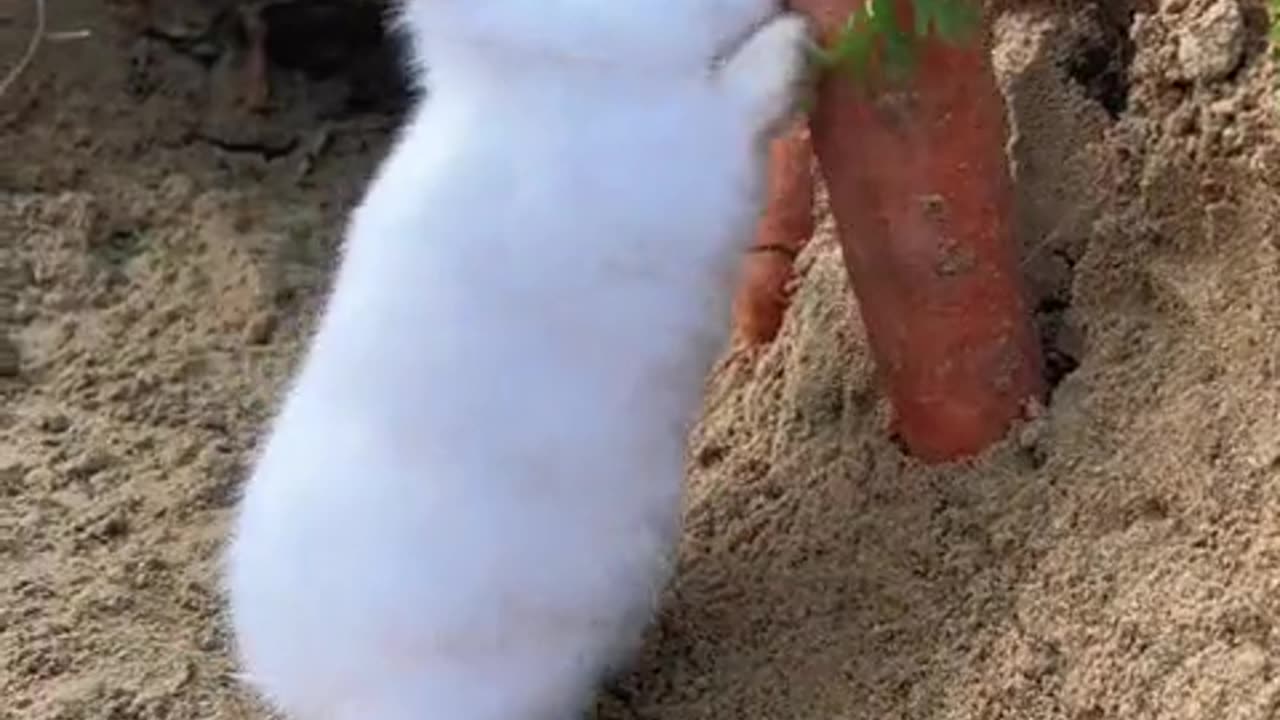 A happy little rabbit.