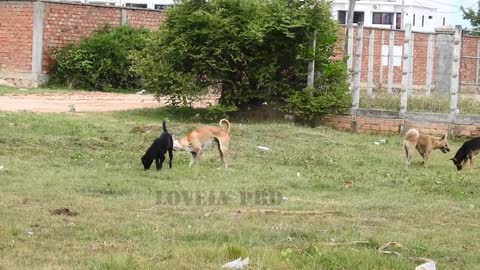 Wonderful, dogs fighting over mating