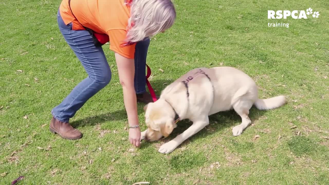 FREE DOG TRAINING SERIES Lesson 1: Teaching your dog to sit and drop