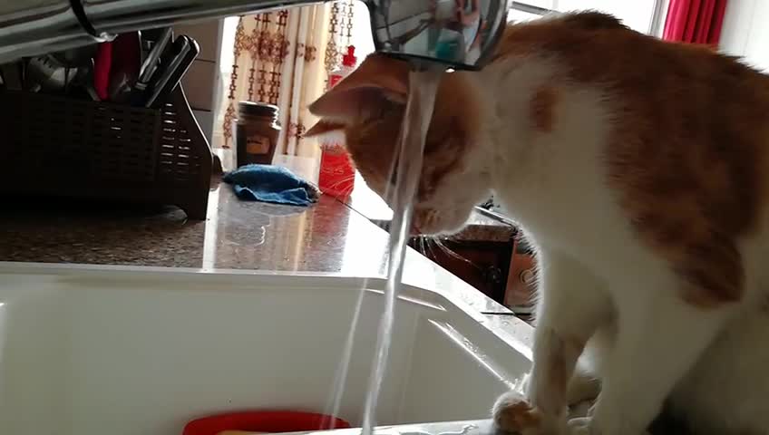 Fun Cat drink water