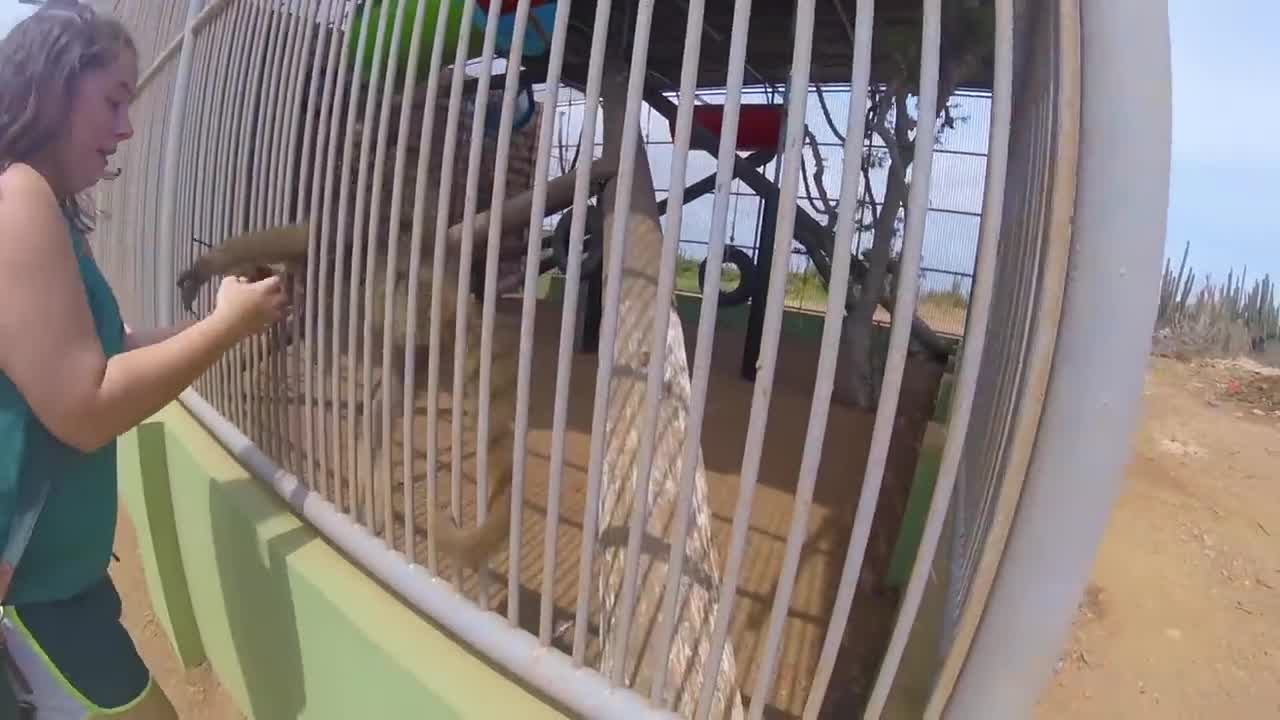 Funny Babies At The Zoo Try Not To Laugh