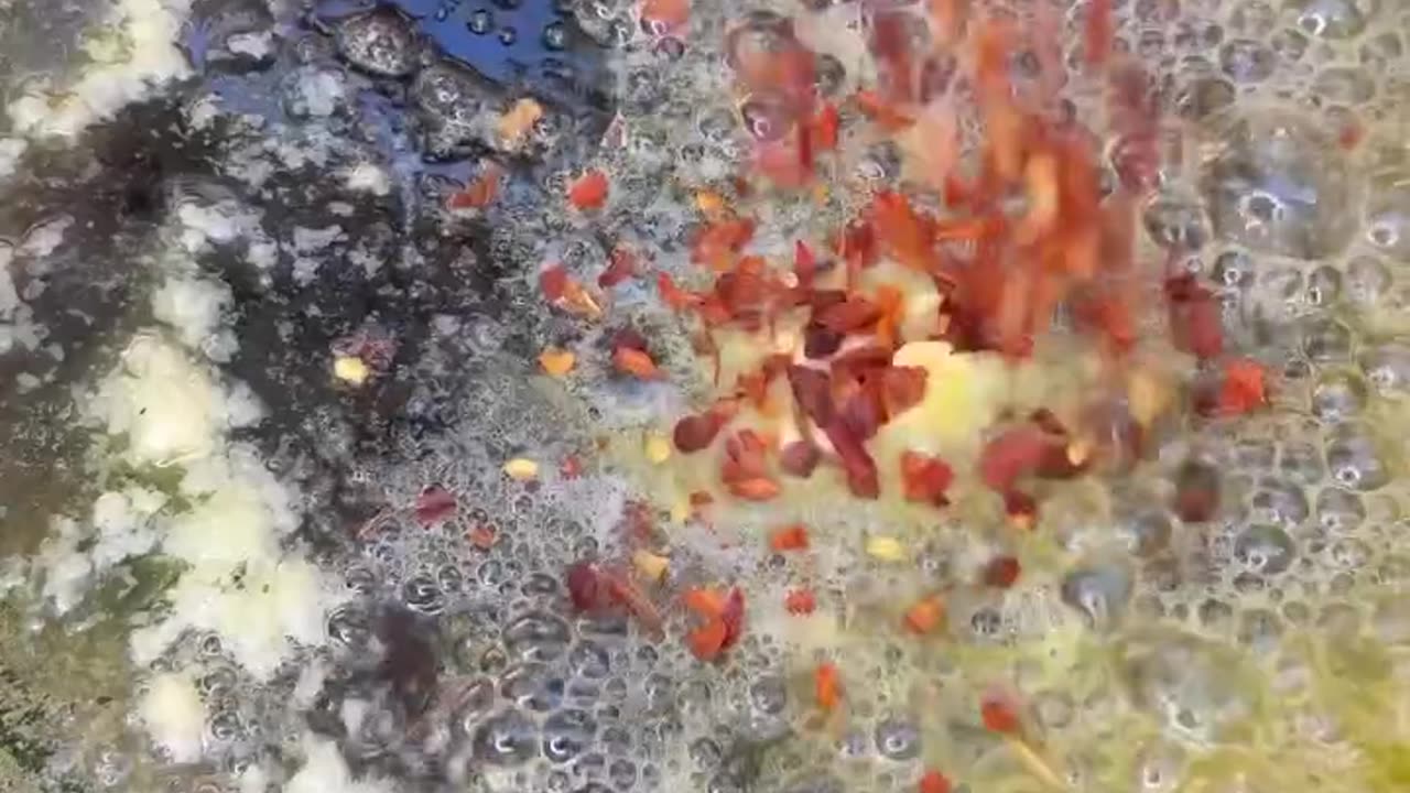 El paborito!!