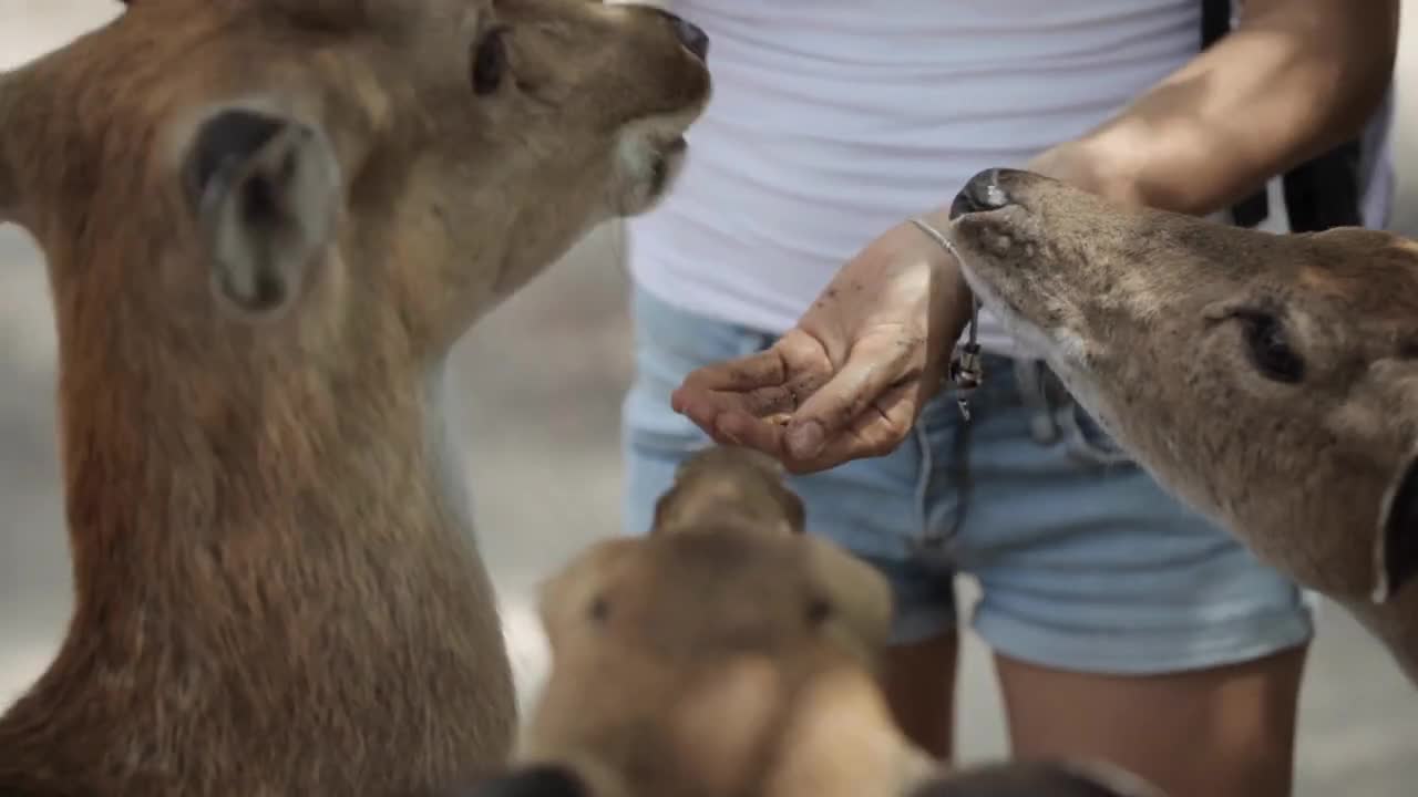 Woman feeding deer from hands