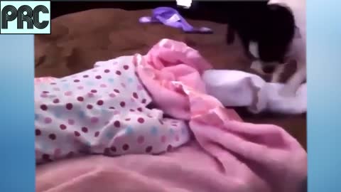 Funny Dog Video Series #1♥ Cute Puppy and Baby are playing together