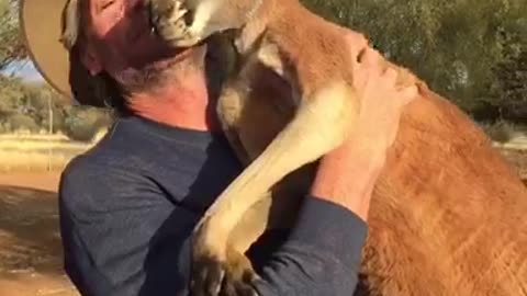 Kangaroo Kisses