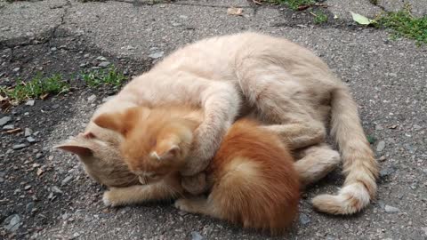 Cat playing with a little kitten