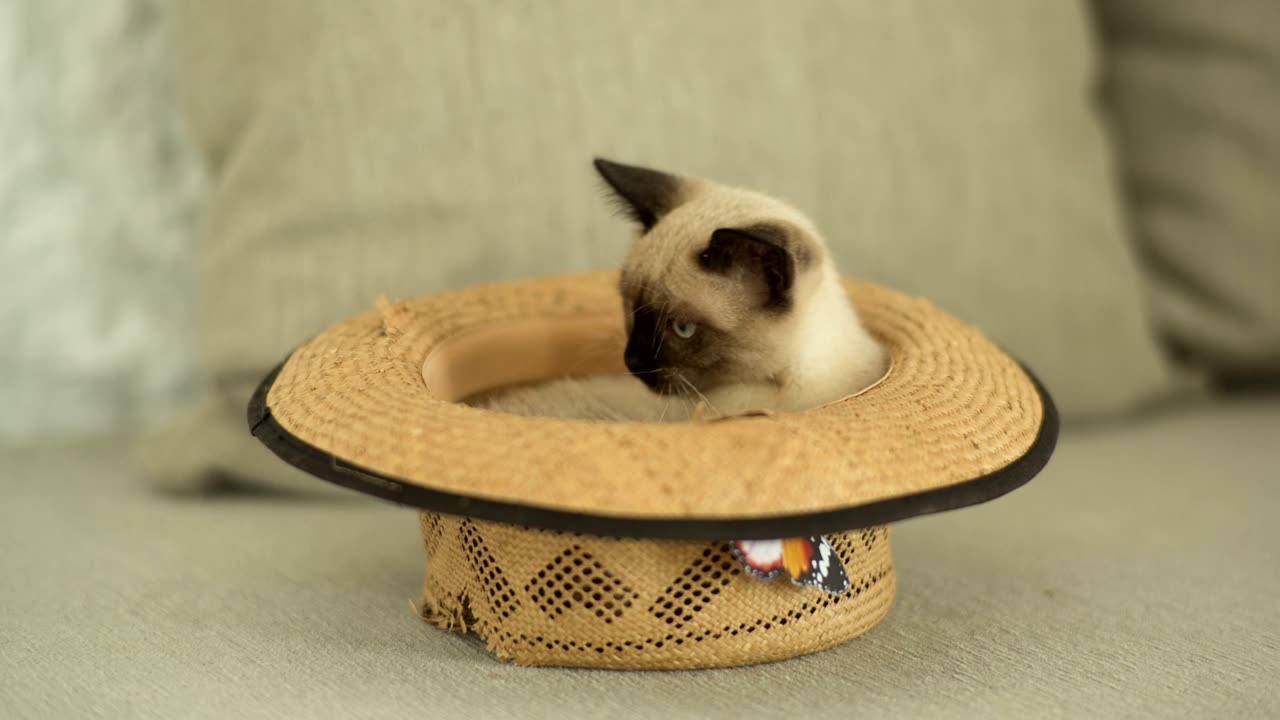 A-siamese-cat-is-inside-a-straw-hat-on-the-sofa.