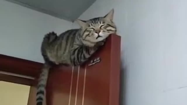 Funny cats feel happy