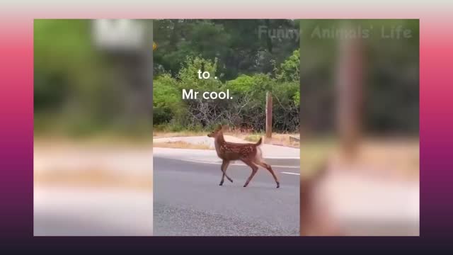 A baby dear spots filming and his walk totally changes to mr. Cool