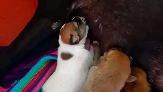 Dog that Gave birth to 9 PUPPIES!! *Adorable*