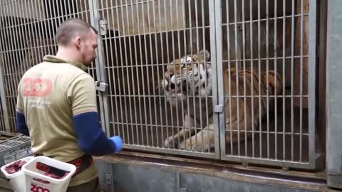 Tigers Training