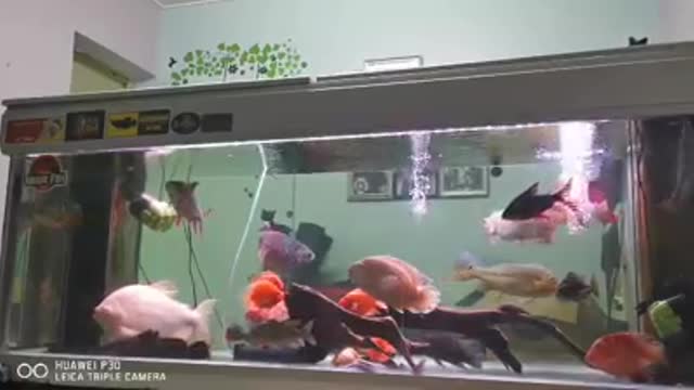 Fish aquarium Beautiful