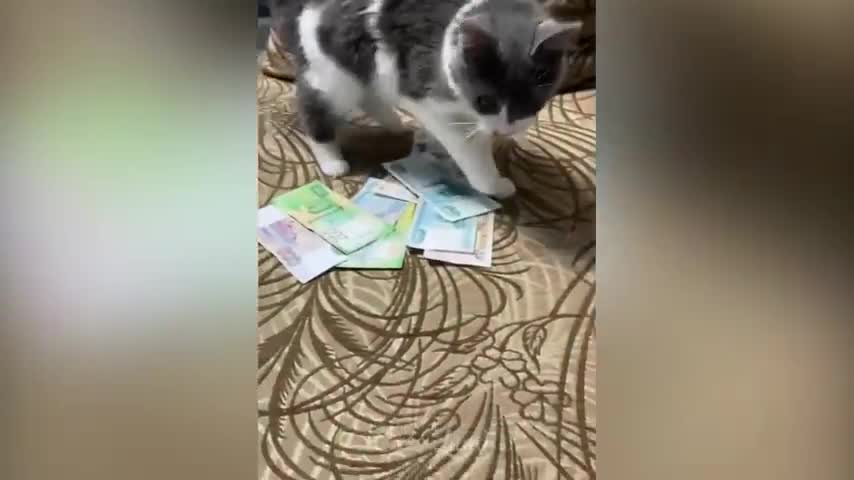 #33 #FunnyCats #CuteCats Funniest Cats Videos 🐱 Part 33
