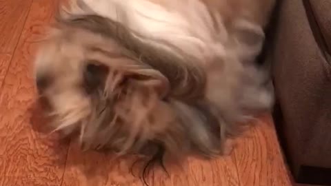 Brown dog wiggling with bubbles on ground