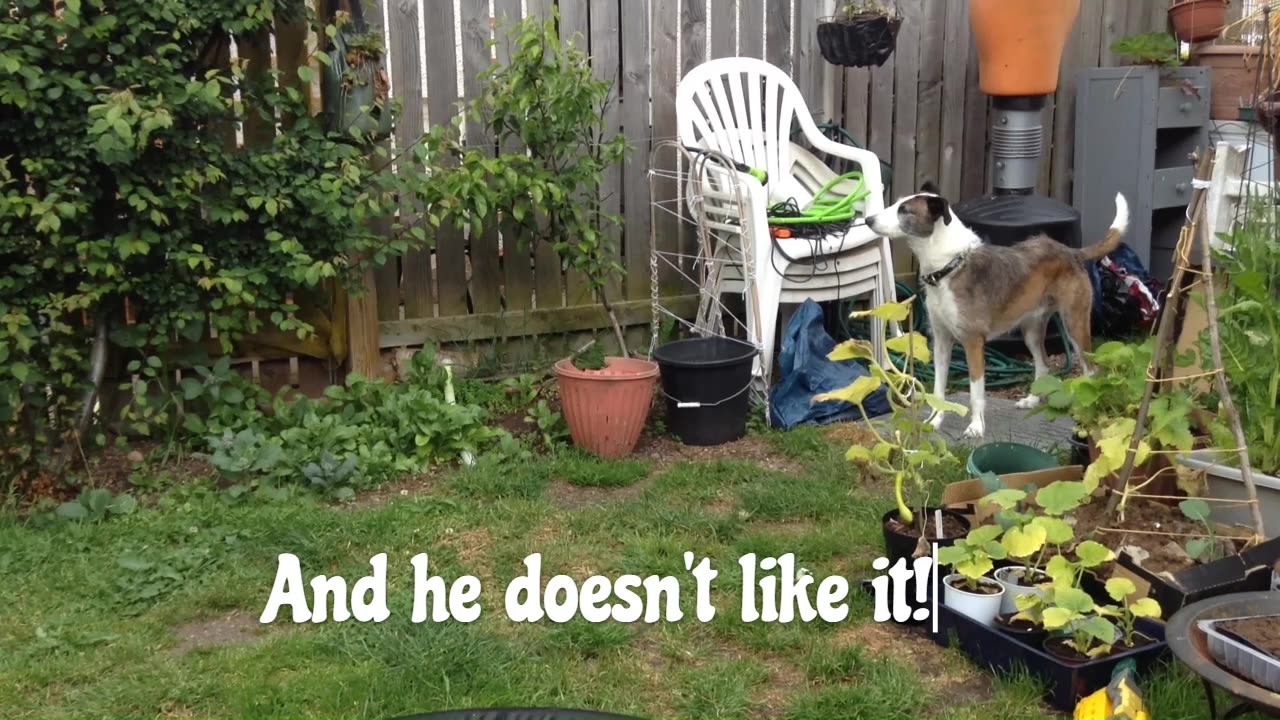 Cute dog reacting to an approaching thunderstorm!