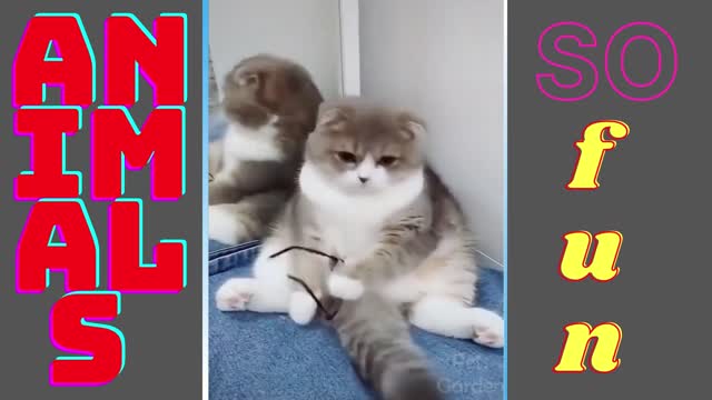 Funny videos you can't stop laughing these animals make you very happy