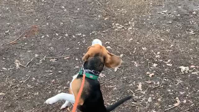 Beagle Experiences Her First Puppuccino